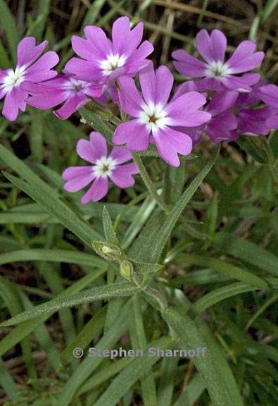 phlox speciosa ssp occidentalis 4 graphic